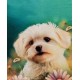 Dog 2 panel welur 260g Dog 2 panel welur 260g